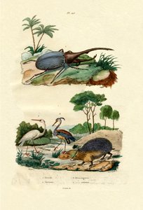 Hercules Beetle